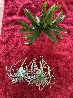ARTIFICIAL GREENERY BUNDLE-GREEN FAUX FERN & AIR PLANTS